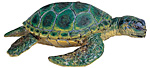 Sea Turtle.jpg
